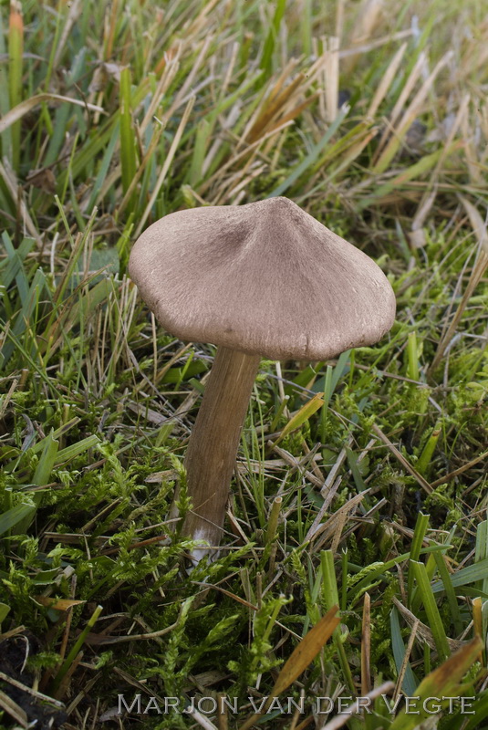 Porfiersatijnzwam - Entoloma porphyrophaeum